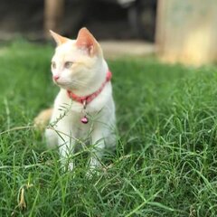 Thanaponlakchai22